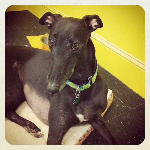 Pet Groomer «Hotdog! Pet Salon», reviews and photos, 629 1st Ave N, Fargo, ND 58102, USA