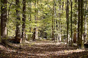Cabin Branch Trail image