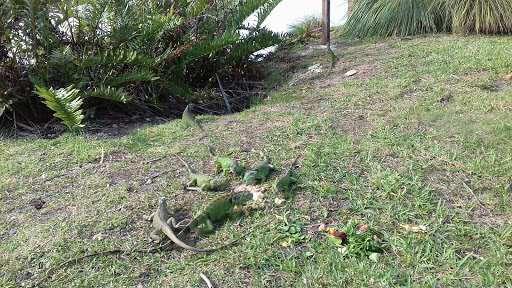 Golf Course «Biltmore Golf Course», reviews and photos, 1210 Anastasia Ave, Coral Gables, FL 33134, USA