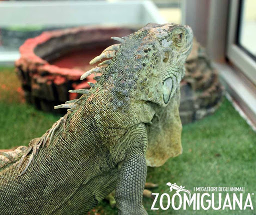 Zoomiguana Il Megastore Degli Animali