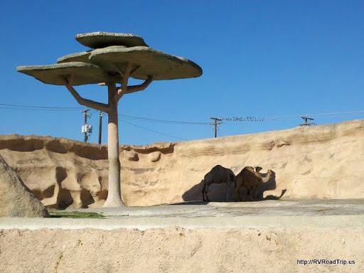 Zoo «Gladys Porter Zoo», reviews and photos, 500 E Ringgold St, Brownsville, TX 78520, USA