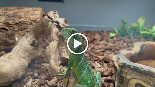 Reptile Store «La Habra Pets», reviews and photos, 1919 W La Habra Blvd, La Habra, CA 90631, USA
