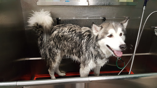 Pet Supply Store «Premier Pet Supply», reviews and photos, 63 W Auburn Rd, Rochester Hills, MI 48307, USA