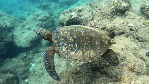 Attorney «Eric Palacios & Associates Ltd», reviews and photos