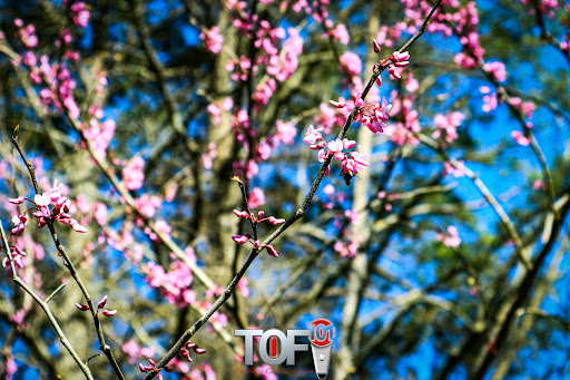 State Park «Panola Mountain State Park», reviews and photos, 2620 GA-155 N, Stockbridge, GA 30281, USA