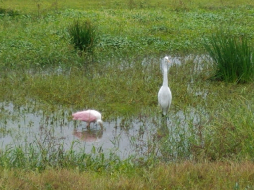 Golf Course «Sanlan Golf Course», reviews and photos, 2505 Sanlan Golf Dr, Lakeland, FL 33812, USA