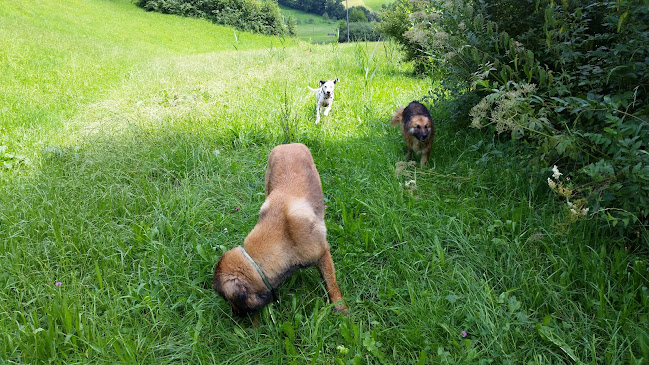 Hundeschule Teamwerk - Aarau