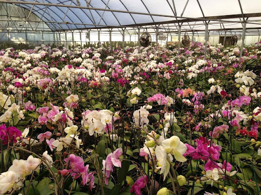 Florist «Dr Delphinium Flower & Orchid House», reviews and photos, 513 W Campbell Rd, Richardson, TX 75080, USA