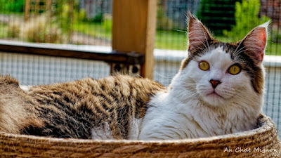 Au Chat Mignon à Solesmes