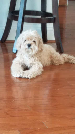 Pet Supply Store «PetSmart», reviews and photos, 5154 Nicholson Ln, Kensington, MD 20895, USA