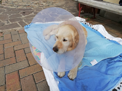 Dr. med.vet.Frister & TA Bessert unter Stendal, 