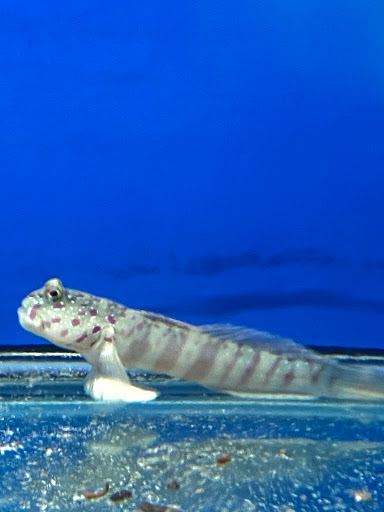 Pet Store «Woofs & Waves», reviews and photos, 5426 Arrowhead Pkwy E, Sioux Falls, SD 57110, USA