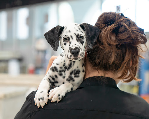 Pet Store «Petland of Plantation», reviews and photos, 801 S University Dr, Plantation, FL 33324, USA