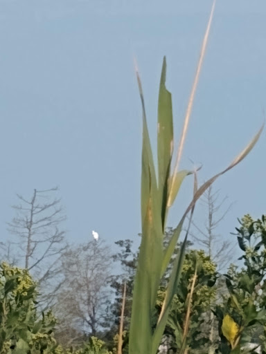 Nature Preserve «Meigs Point Nature Center», reviews and photos, 1288 Boston Post Rd, Madison, CT 06443, USA