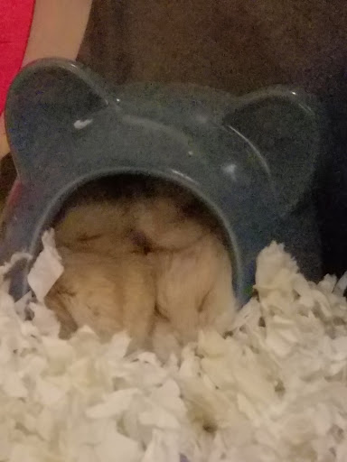 Pet Supply Store «Pet World», reviews and photos, 6527 Centralia Rd, Chesterfield, VA 23832, USA