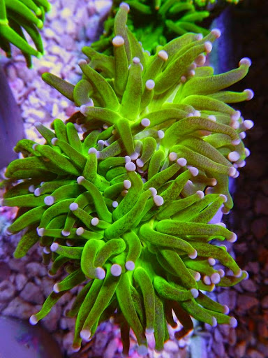 Tropical Fish Store «The Saltwater Junkies», reviews and photos, 9299 W Olive Ave #803, Peoria, AZ 85345, USA