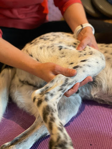 Rezensionen über Hundephysio ACTIVE PRO in Wil - Physiotherapeut