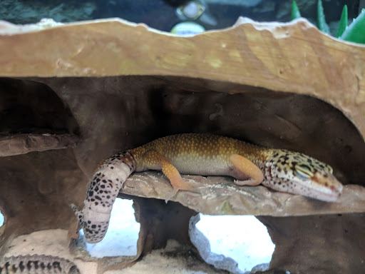 Pet Supply Store «Petco Animal Supplies», reviews and photos, 15895 Pines Blvd, Pembroke Pines, FL 33028, USA