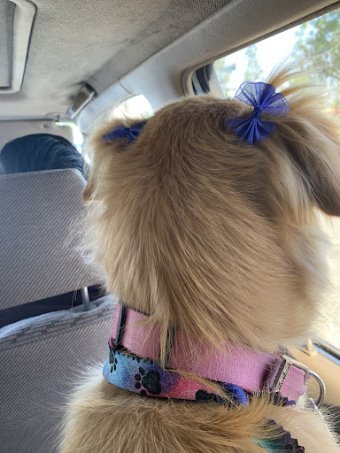 St. Marks Dog Resort image