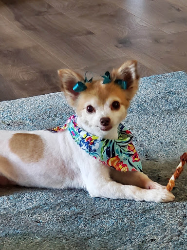 Pet Supply Store «Pet Supplies Plus», reviews and photos, 1237 Concord Pkwy N, Concord, NC 28025, USA