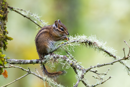 Park «Cooper Mountain Nature Park», reviews and photos, 18892 SW Kemmer Rd, Beaverton, OR 97007, USA