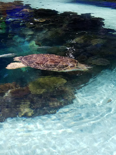 Aquarium «National Aquarium», reviews and photos, 501 E Pratt St, Baltimore, MD 21202, USA