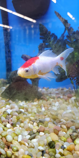 Pet Supply Store «Pet Supplies Plus», reviews and photos, 2801 Wade Hampton Blvd #100, Taylors, SC 29687, USA