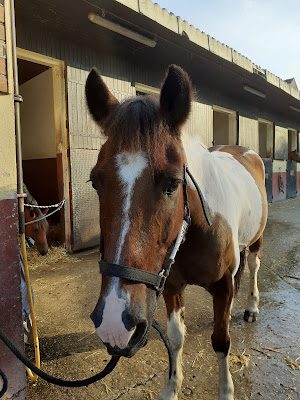 Poney-Club Saint Germain Fourqueux à Saint-Germain-en-Laye