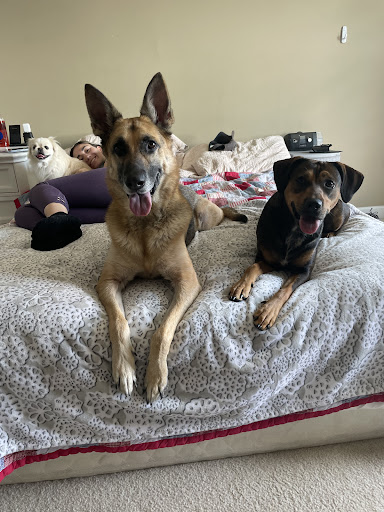 Pet Supply Store «Coastline Pet Supply», reviews and photos, 3530 Northgate Dr, Myrtle Beach, SC 29588, USA