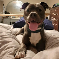 Prime Petsitting - Photo 5 - Car repair in , Pasadena