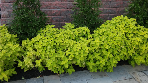 Grocery Store «Primos Mini Market», reviews and photos, 37 Strode Ave, Coatesville, PA 19320, USA