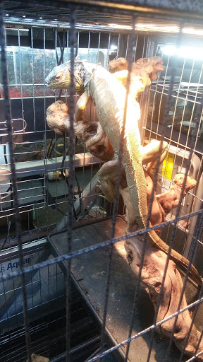 Pet Store «Wet Pet & Reptile Center», reviews and photos, 429 Eastern Blvd, Essex, MD 21221, USA