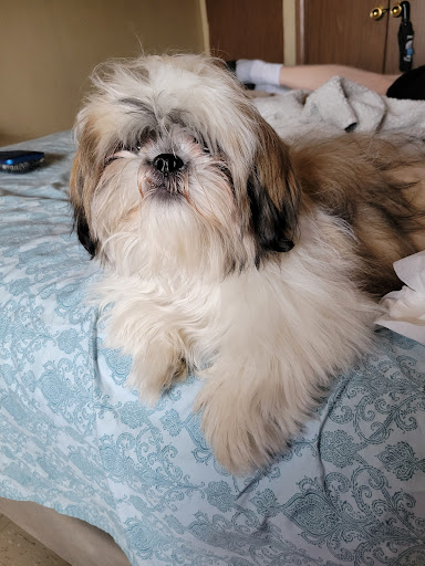 Pet Store «Cross Bronx Pet Shop», reviews and photos, 2064 Cross Bronx Expy, Bronx, NY 10472, USA