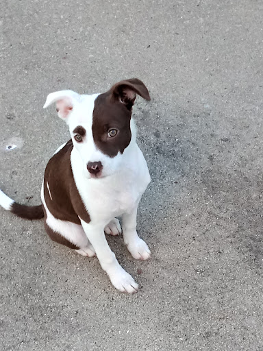 Pet Supply Store «Petco», reviews and photos, 369 S Weber Rd, Romeoville, IL 60446, USA