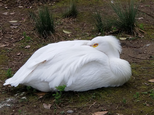 Zoo «Sacramento Zoo», reviews and photos, 3930 W Land Park Dr, Sacramento, CA 95822, USA
