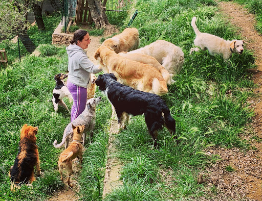 Pensioni per cani e dog hotel a Pensione per cani La Valletta