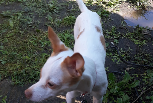 Pet Supply Store «Pet Supplies Plus», reviews and photos, 531 Monroe Ave, Rochester, NY 14607, USA