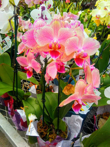 Home Improvement Store «The Home Depot», reviews and photos, 1600 Gadsden Hwy, Trussville, AL 35173, USA