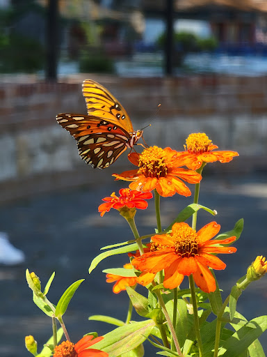 Amusement Center «Lucky Land», reviews and photos, 8625 Airline Dr, Houston, TX 77037, USA