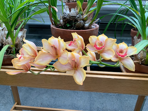 Art Museum «Isabella Stewart Gardner Museum», reviews and photos, 25 Evans Way, Boston, MA 02115, USA