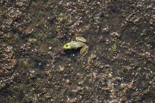 Nature Preserve «Beaverton Creek Wetlands Natural Area», reviews and photos, SW 153rd Dr, Beaverton, OR 97006, USA