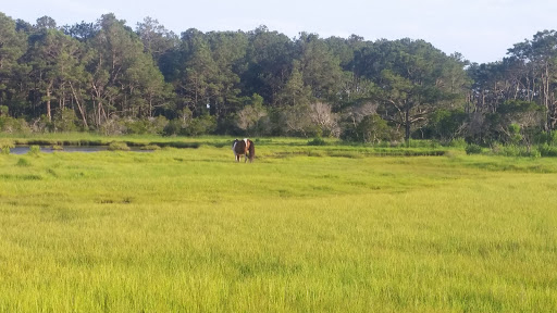 National Park «Assateague Island National Seashore», reviews and photos, 7206 National Seashore Ln, Berlin, MD 21811, USA