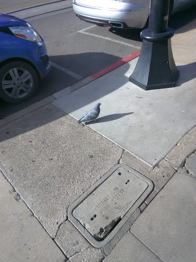 Bar «Sky Bar Tucson», reviews and photos, 536 N 4th Ave, Tucson, AZ 85705, USA