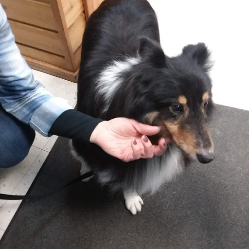 Pet Groomer «B-I-S Pet Grooming», reviews and photos, 5670 Main St, Springfield, OR 97478, USA