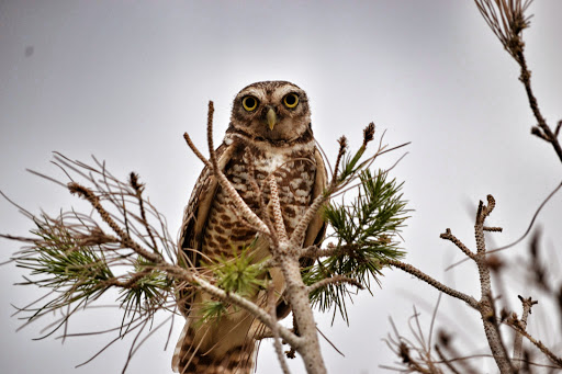 Park «Trailside Point Park», reviews and photos, 7215 W Vineyard Rd, Laveen Village, AZ 85339, USA