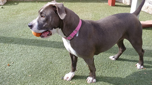 Friends of Upland Animal Shelter image