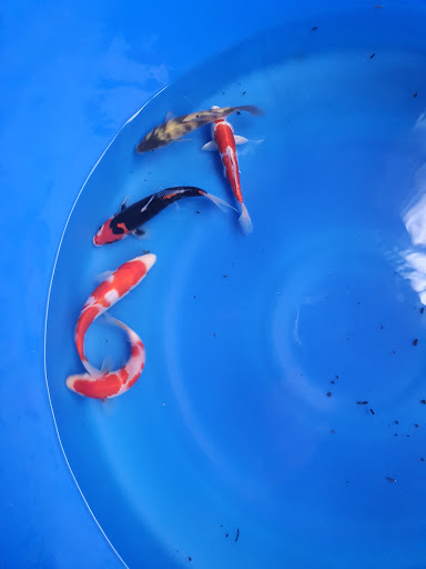 Top 20 cửa hàng cá koi Huyện Kiến Thụy Hải Phòng 2022