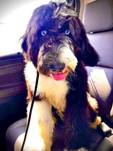 All Dogs Society image