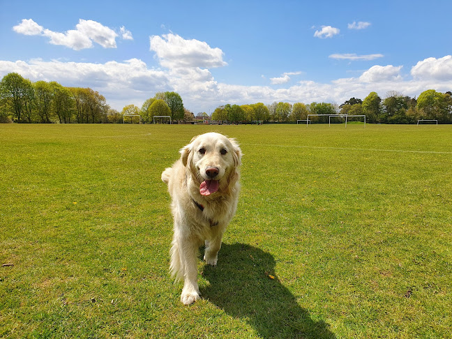 Reviews of Stone's Pet Services in Northampton - Dog trainer
