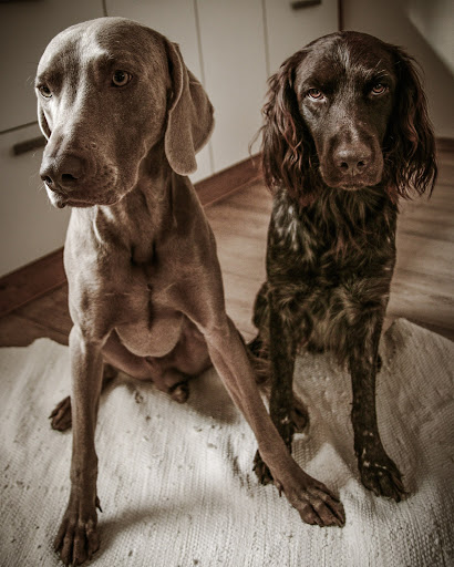 Veterinary practice for small animals unter Rodenberg, Niedersachsen